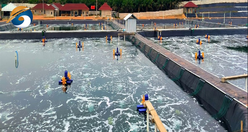 Аквакультура Аквакультура